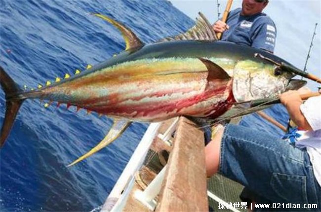 堪称世界上最贵的海鱼，蓝鳍金枪鱼(2119万元一条)