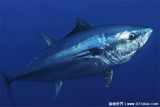 堪称世界上最贵的海鱼，蓝鳍金枪鱼(2119万元一条)