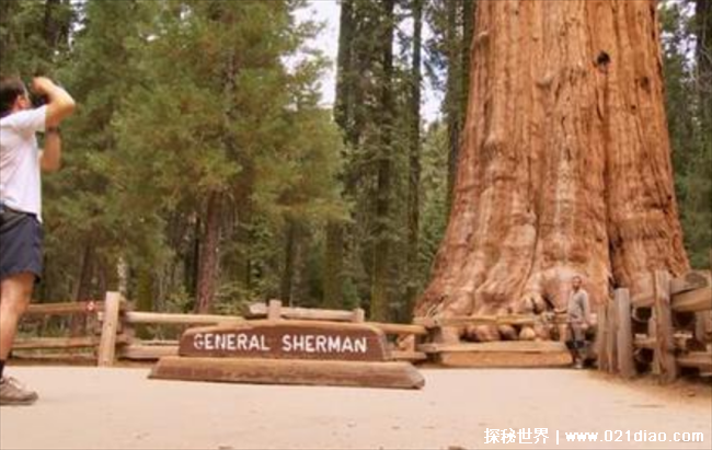 世界上最大的树 雪曼将军树存活2000年(体积庞大)