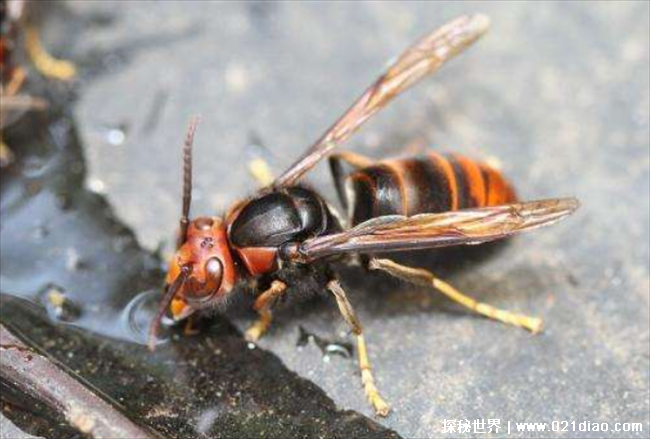 世界上最毒的毒蜂 就是黑腹虎头蜂(体型巨大)