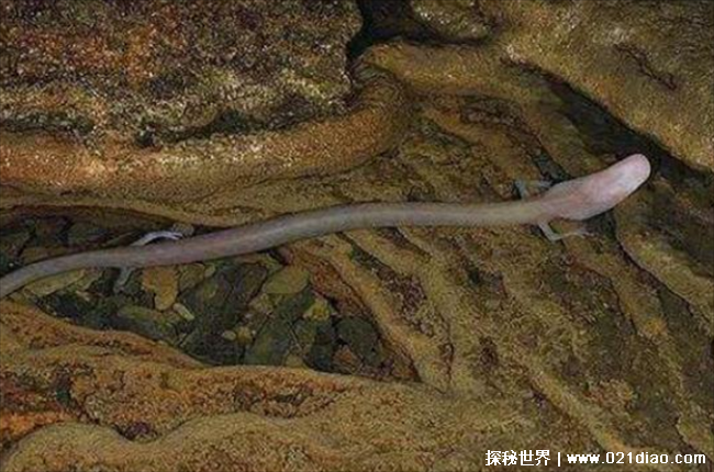 世界上最耐饿的动物 洞螈没食物可存活10年(极其耐饿)