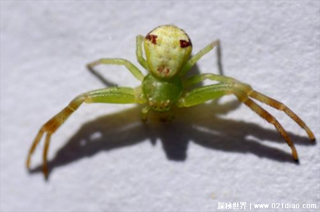 世界上最诡异的蜘蛛是哪一种 人面蜘蛛(长相奇特)