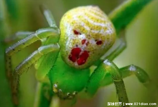 世界上最诡异的蜘蛛是哪一种 人面蜘蛛(长相奇特)
