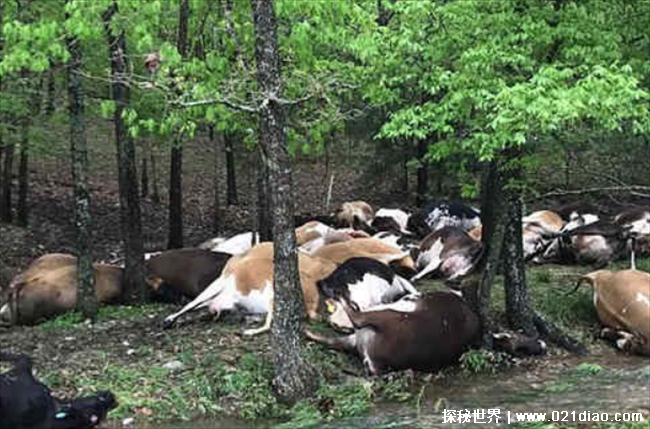 32头乳牛被雷击死 美国密苏里州黑夜变白天(一道闪电)